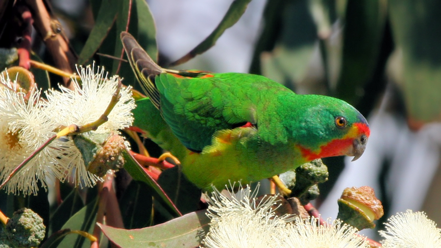 swift_parrot_Larry_Dunis_1